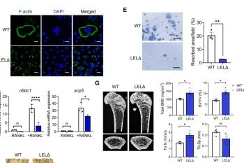 link to library blog - Vitronectin for Mouse Bone Marrow Cells