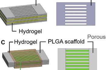 link to library blog - 3D Printed PLGA + VitroCol Scaffold