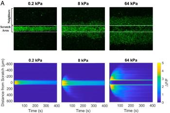 link to library blog - Molecular Details of Mechanotransduction