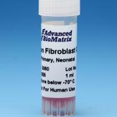 Human Neonatal Dermal Fibroblasts