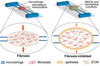 link to library blog - Rat Tail Collagen For Mechanical Regulation