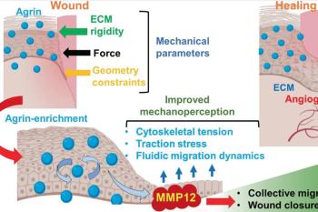 link to library blog - Stiffness Affects Keratinocyte Migration