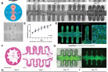 link to library blog - TeloCol-6 for Human Organoids