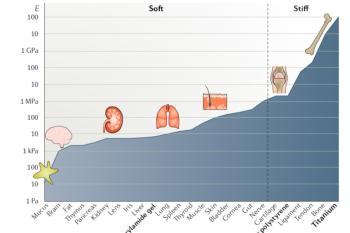 link to library blog - Stiffness Range of Living Tissue