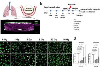link to library blog - Type IV Collagen Lung Model