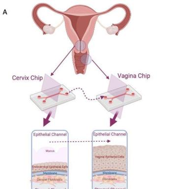 link to library blog - Substrate Stiffness on Vaginal Fibroblasts