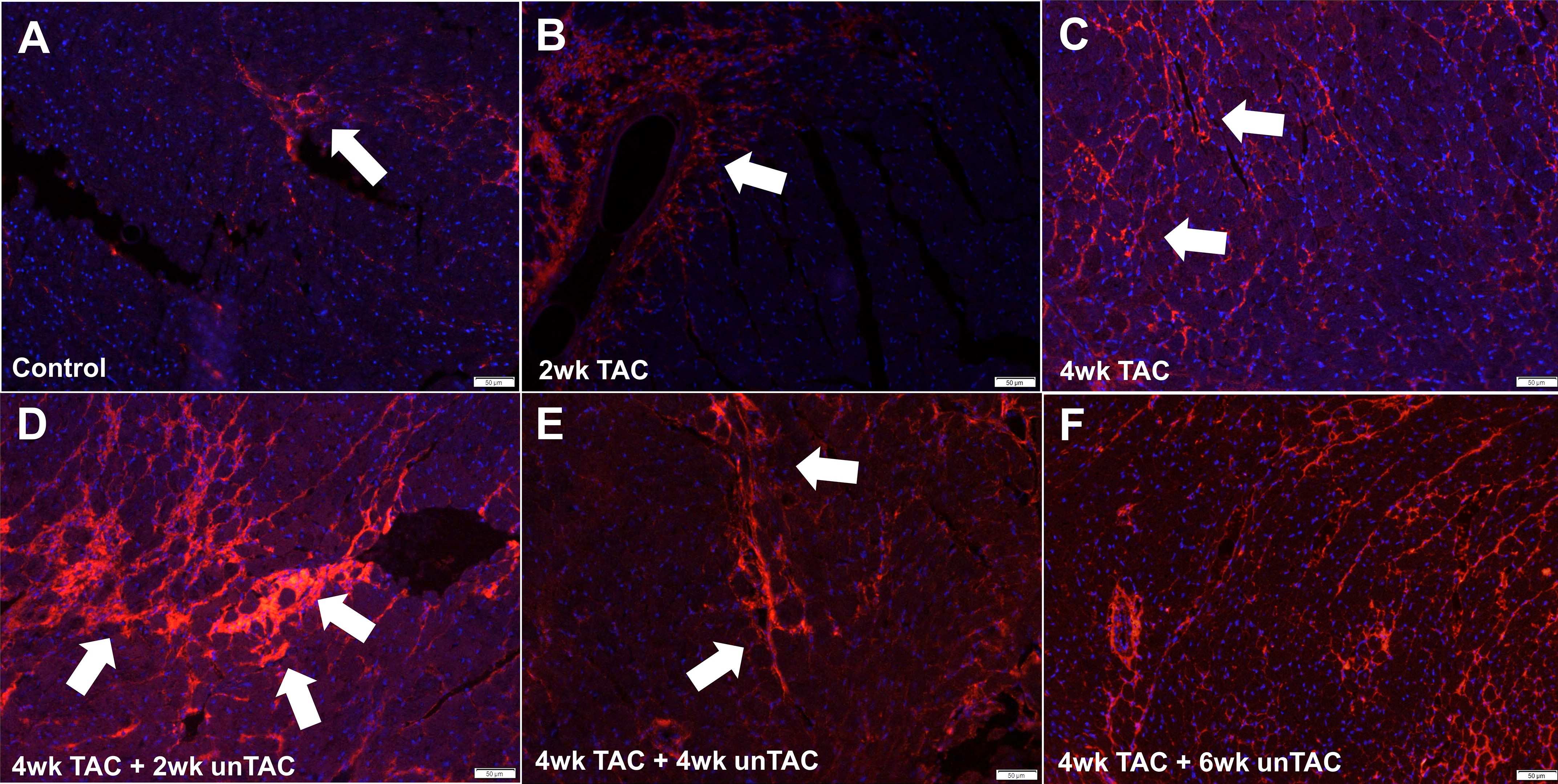 Advanced BioMatrix - Biomaterials for Cellcyte 1 Assays